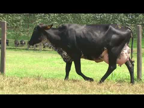 LOTE 19b   21º LEILÃO SANTA LUZIA LEITE COM RAÇA🥛🐄