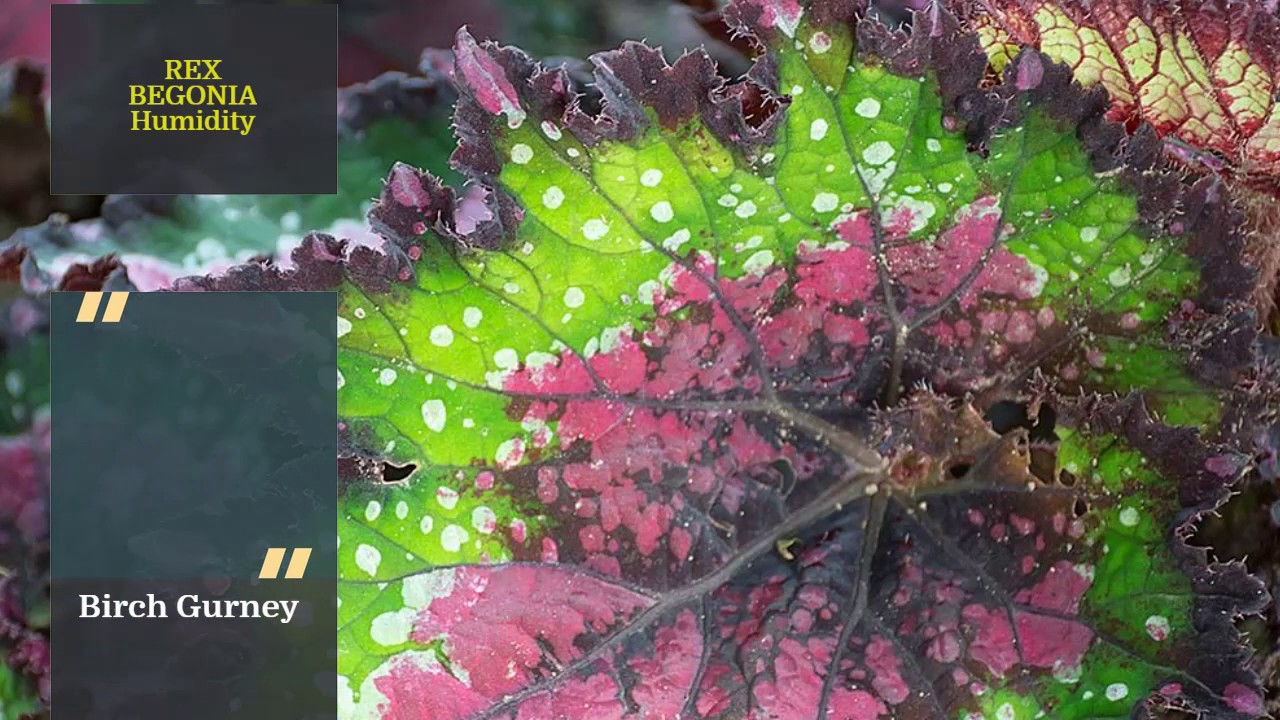 Begonia Rex | Begonia Rex Tips & Tricks | Begonia Care | Begonia Plant