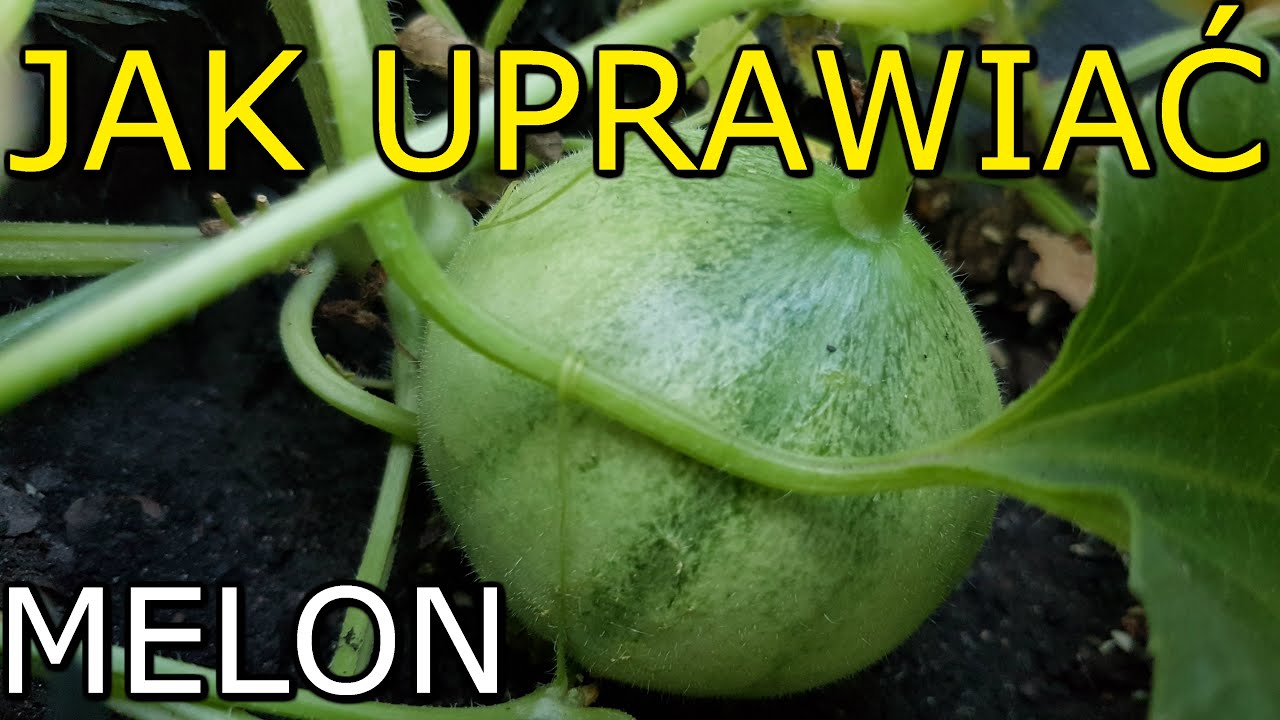 Jak uprawiać Melon Uprawa Melona KROK po KROKU YouTube