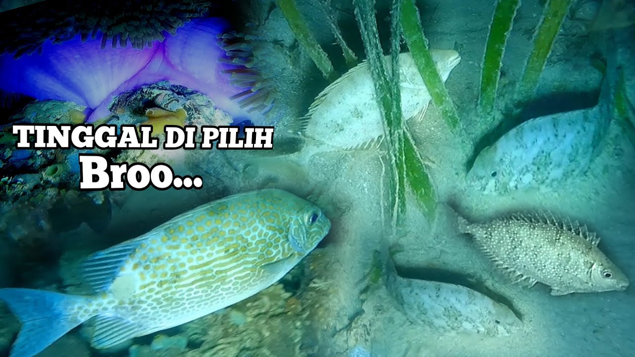 Spearfishing Malam di Sarang Ikan Baronang || Night Spearfishing Indonesia 2023