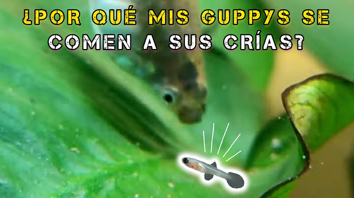 ¿Por qué mis GUPPYS SE COMEN A SUS CRÍAS? (SOLUCIÓN)