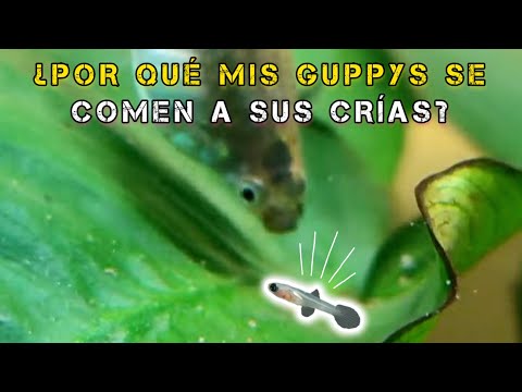 Video: ¿El bagre cory come camarones?