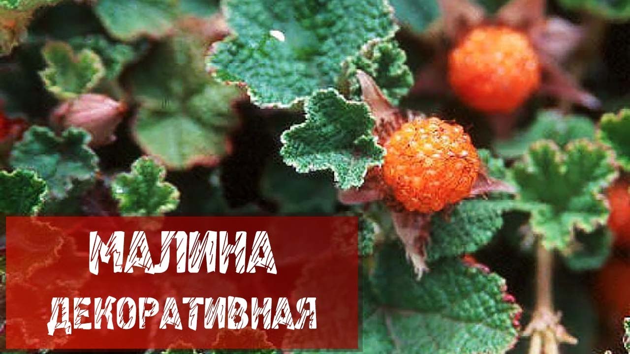 МАЛИНА ДЕКОРАТИВНАЯ БЕТТИ ЭШБЕРНЕР - YouTube