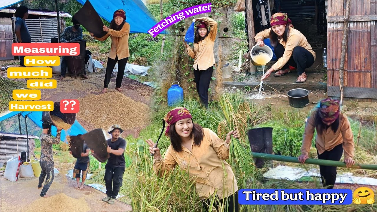 Last day of harvesting Rice 🌾 in our paddy field😌