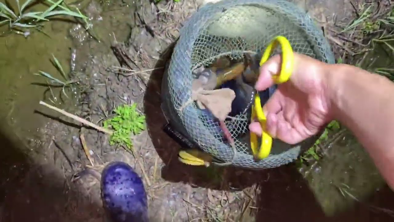 Wild Eel Fishing at Night, Using Tongs and Hooks to Catch Eels
