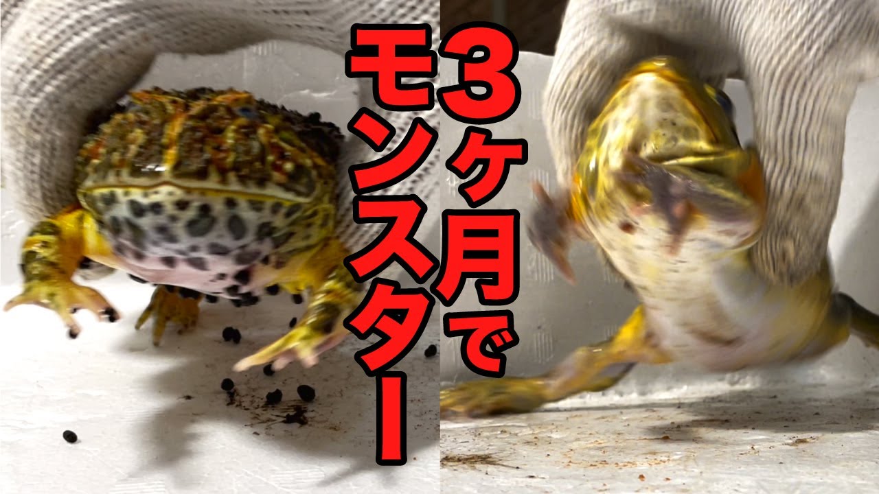 Here are two frogs that grow this big in just three months - YouTube