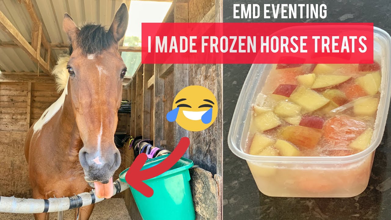 I MADE FROZEN HORSE TREATS How to Make Frozen Horse Treats EMD