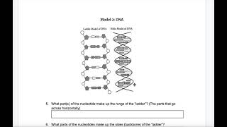 DNA Worksheet Tutorial