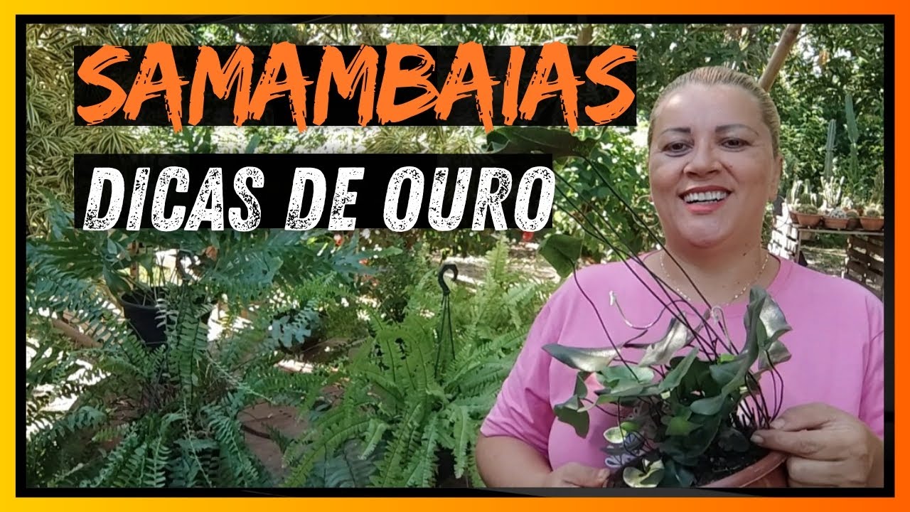 como ter lindas samambaias - mostrei minha experiência que deu certo ❤ dica de substrato e mudas