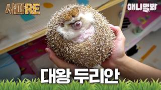 [#사파RE] 이러다 뱃살에 가시가 파묻히겠슈~ 너무 하찮고 귀여운 초특급 비만 뚱슴도치🦔 #TV동물농장 #AnimalFarm #애니멀봐