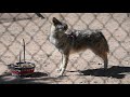 Yuni vs treat baskets