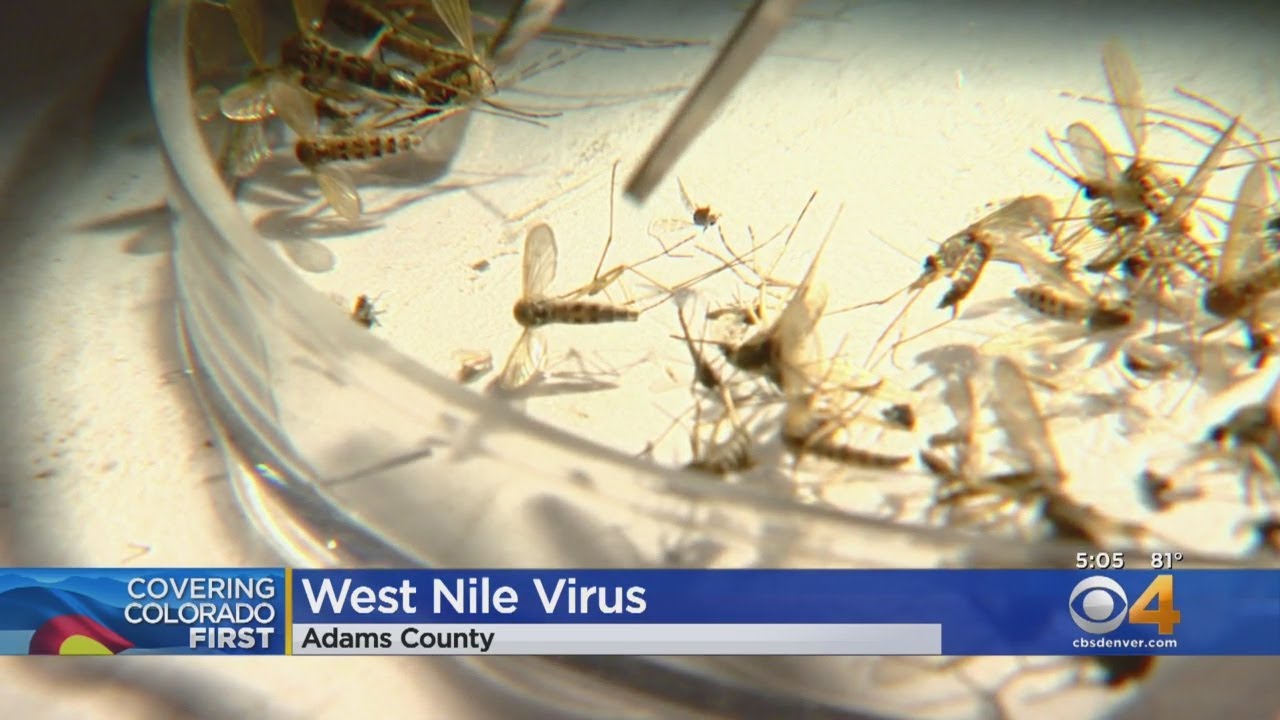 Adams County Confirms Mosquito Infected With West Nile Virus