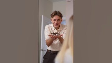 МЕНЯ УКУСИЛ ПАУК #shorts