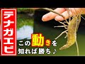 【テナガエビ釣り】この動きを知れば釣れる！🔰初心者さん必見！手長エビの釣り方・釣れる仕掛け・道具・エサまで丁寧に教えます♪