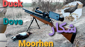 Duck Hunting with airgun in sindh | Artemis M22 is beast | HD 1080p.