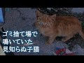 ゴミ箱の近くで孤独に鳴いていた捨てられた子猫。子猫を保護し温かいお風呂で子猫を洗ってあげると誰もが心温まる結末に。【猫の感動する話】 #猫 #cats #animals #cat #catlover
