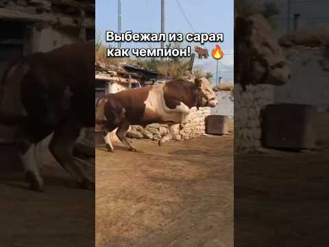 Бык устроил шоу во дворе 🐂💦 Вот это характер! #бык #животные #ферма #смешно #funnybull #farmanimals