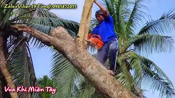 Vua Khỉ cùng đệ tử cưa hạ 2 cây Vẹt Nước và cây Me Keo đầy gai (Phần cuối).