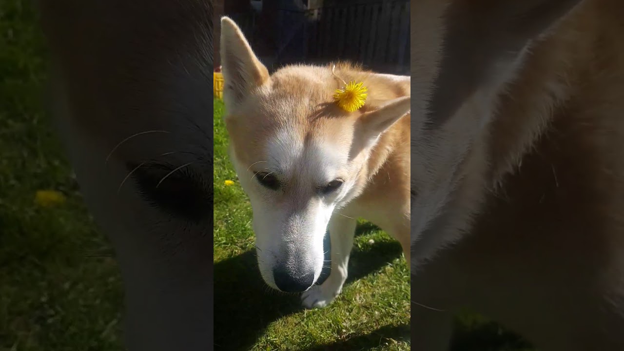 korean bbq near me Soma