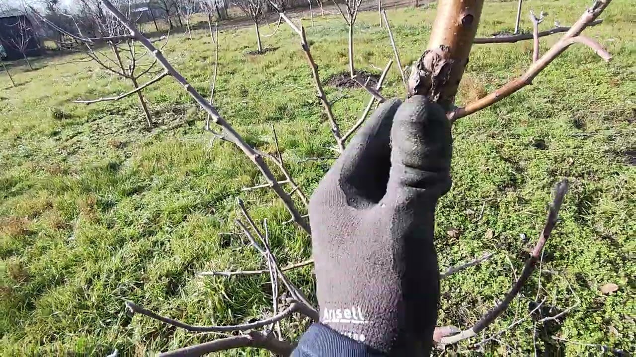 Livada înfiintata de mine aflată în anul 3 de la plantare ,cum am efectuat tăierile 🫐🍑🍒🍏🍎🍐✅