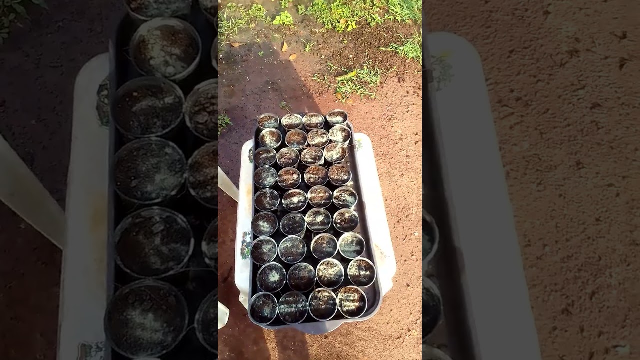 BLUE PAVE COMPOND GENETICS