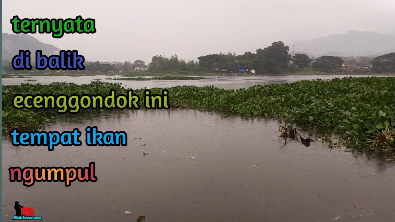 Rahasia di balik enceng gondok tempat ikan bersembuyi.....