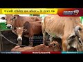 ধনশিৰিত অব্যাহত আছে চোৰাং গৰুৰ অবৈধ বেহা | News 12 Assam North East