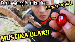 MUSTIKA ULAR PENYEMBUH GIGITAN ULAR!! PEMBUKTIAN LANGSUNG MUSTIKA ULAR! INI YANG TERJADI