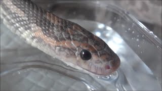 水を飲むコーンスネーク達 Corn Snakes Drinking Water