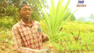 Kilimo cha Nanasi, Jinsi ya kulima, Kiwangwa, Bagamoyo