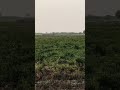 700 metre long distance