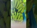 rajpipla district Narmada GJ #india #banana #vegetables #fruit #farming #funny #food #export