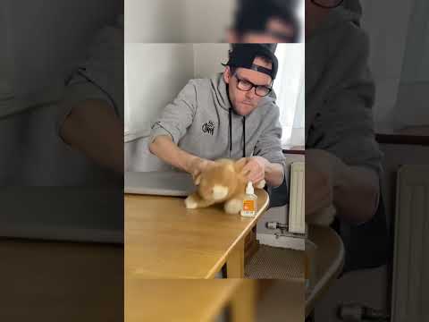 Video: 10 lý do để có một con mèo chỉ trong nhà