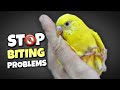 4 Surprising Reasons Behind Budgie Biting