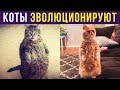Приколы с котами. КОТЫ ЭВОЛЮЦИОНИРУЮТ! | Мемозг #221