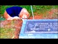 Dog goes everyday to his owner&#39;s grave, until one day they found out why