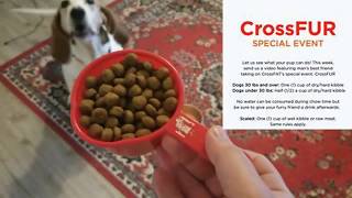 Mabel: CrossFur Special Event | 1 Cup Of Kibble