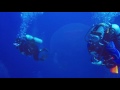 Simply the best  red sea liveaboard dive holiday aftermovie  blue melody blue o two