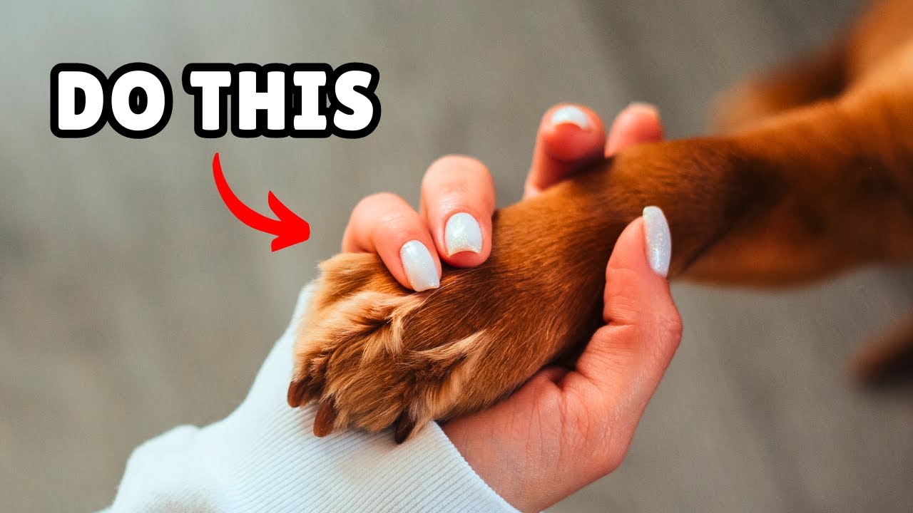 12 Ways to Tell Your Dog You Love Them (So They Can Understand) - YouTube