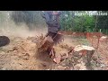 Fastest Tree Harvester Removal Equipment | Removing A Tree Stump With Excavator | Excavator Ripper.