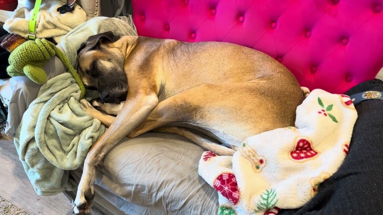 Position #55, Version A - Great Dane Lay on Couch Smelling Feet 