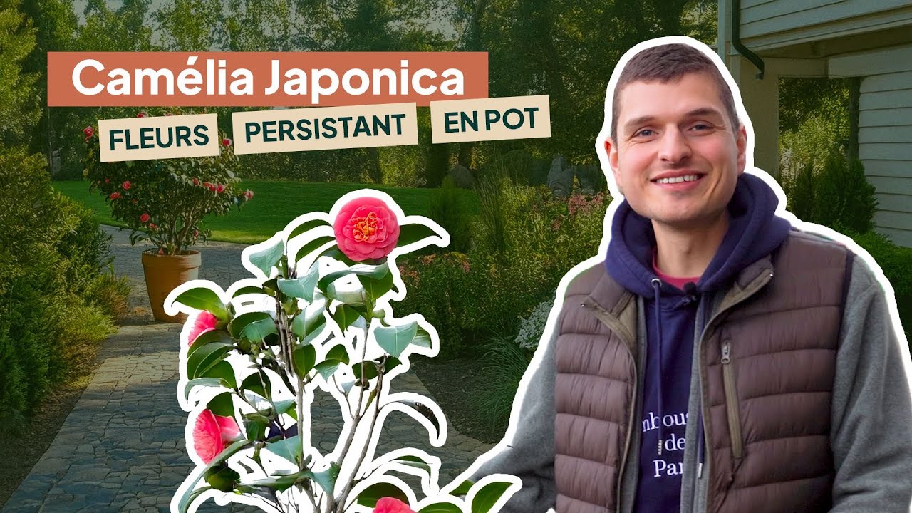Camélia japonica : présentation et comment le planter