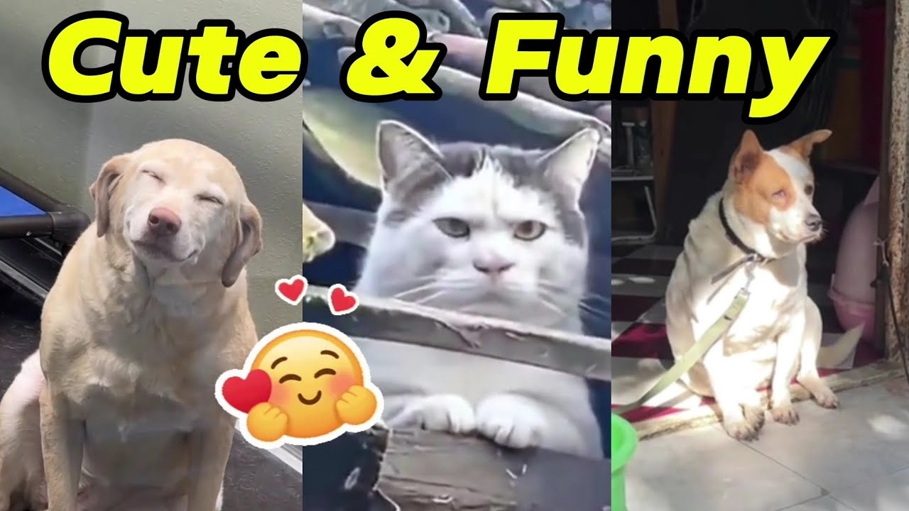 The Cutest and Funniest Pet Moments Ever! 🐶😹 | Try Not to Laugh ...