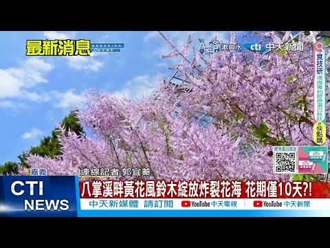 【每日必看】八掌溪畔黃花風鈴木綻放炸裂花海 花期僅10天?! 20250307