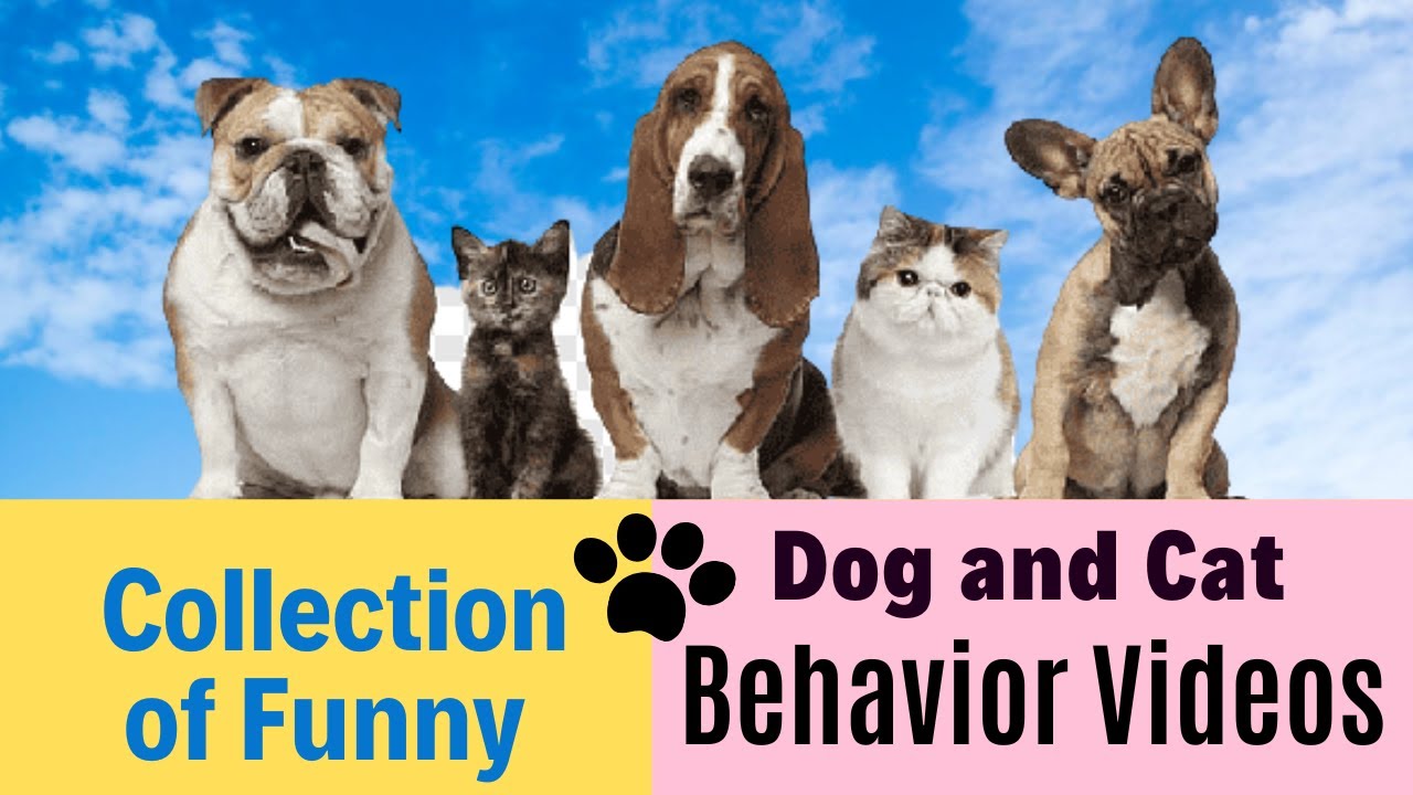 Behavior funny Cat / Dog 😹 catsofinstagram cat dog doglover cats 