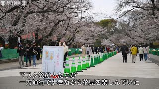 東京で桜満開　首都圏での緊急事態宣言解除明けの日に