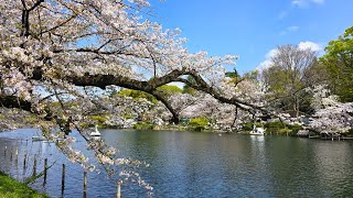 Cherry Blossoms At Inokashira Park, Tokyo Japanbeautiful Reflections And Flower Carpets On The Pond