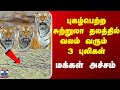 Kerala Tiger News | தேயிலை தோட்டத்தில் வலம் வரும் 3 புலிகள் - ​தொழிலாளர்கள் அச்சம்