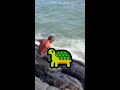 This man saved a turtle stuck in the rocks