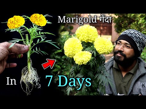How to grow Marigold in 7 days without soil at home |  सात दिनों में गेंदा कैसे उगाएं | गेंदे का फूल